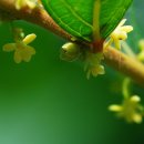 만두나무 이미지