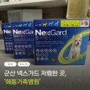 해동병원 | 군산 넥스가드 저렴한 곳 찾는다면? '해동가축병원' 넥스가드 가격 후기🏥🐾