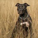 먹이주던 남성 물어죽인 맹견…핏불테리어 어떤 견종? 이미지