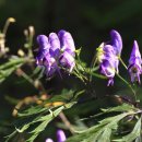 화락고기집 이미지