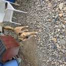 절세미견 이미지