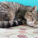 분홍 농장 이미지