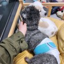 개꿈호텔 이미지