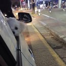 아리음 이미지