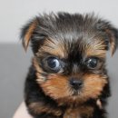 버디독 강아지분양 안심분양센터 김포점 이미지