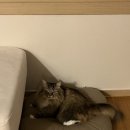 다나은 동물의료센터 이미지
