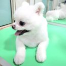 예쁜 애견 미용 이미지