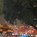 혜승 | [중국 상하이 여행] 혜승이와의 3박 4일동안 상하이 스며들기