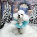 꿈꾸는강아지 이미지