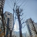 샛별한양3단지아파트 부림중사거리 앞 | 안양-동안구(평북/평남)임장