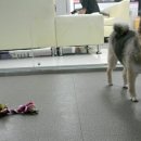 여의도 동물병원 은하점 이미지