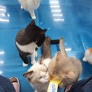 익산고양이분양 인생내캣 | 익산고양이카페 익산키즈카페 익산고양이분양 익산 아이와 아이캣유 익산점 후기
