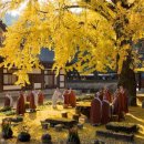 은행나무길 이미지