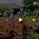 카페바위솔 이미지