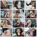 톰앤캣 광명고양이분양 | 신촌고양이분양 랙돌분양 렉돌고양이분양 순한고양이 랙돌고양이 분양가