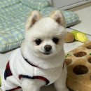 331멍발소 네이버블로그