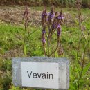 버베인(Vervain) 이미지