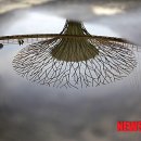 정원수퍼 이미지