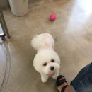 에코펫케어 이미지