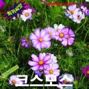 7515 이미지
