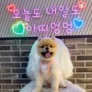 [전남 광주] 실내외 뛰뛰 가능한 애견카페 : 아띠멍멍