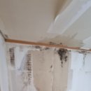 가재 우림필유 이미지