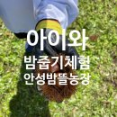대인농장 | 경기도 안성밤뜰농장 아이와 밤 줍기 체험 내돈내산 솔직후기