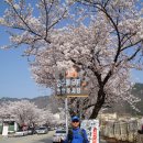 계룡산 벚꽃 축제. 이미지