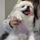 서울동물심장병원 | [강아지 심장병 b2] 서울동물심장병원 초진 후기(영수증인증)