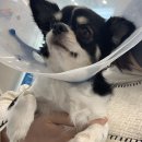 플러스동물메디컬센터 이미지