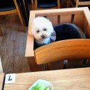 진숯불닭갈비 이미지