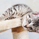 연기동물병원 이미지