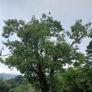 20260524 지리산 음정~연하천~칠암자코스 이미지