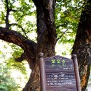 느티나무 이미지