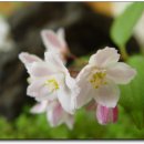 창녕초등학교 이미지