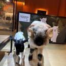 테이블에이 | 파주 실내동물원 테이블에이 후기 주말 아이랑