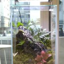 내 책상위의 작은 숲 테라리움 | [테라리움 키트] 내 책상 위에, 매일 돌보지 않아도 되는 작은 숲 하나