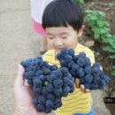 풍년과일 - 광명시 안재로1번안길 32 | 풍년과일