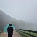 하얀목장 | 안개 자욱한 대관령 양떼목장 솔직 후기! (입장료, 양 볼 수 있을까?)