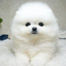 초록애견샵 이미지