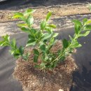 농원농장 이미지