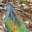 Nicobar pigeon 이미지