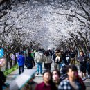 김포평화누리길 3코스 | 시간을 걷는 길, 연천 임진적벽: 구석기부터 벚꽃까지, 평화누리길 11코스의 모든 것