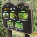 수목 비교 관찰원 이미지