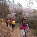 4월18일(토) 금산 보곡산골 산꽃술래길 花려한 꽃길걷기 이미지