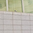 뮤지컬 <구구> 쇼케이스 이미지