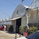 예삐애견 | 파주 가볼만한곳 조인폴리아 화훼단지 식물원 4월 중순 평일 애견동반 근처맛집 추천