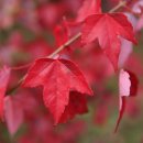 단풍나무 이미지