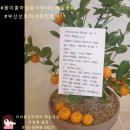산전댁 이미지