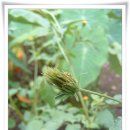 도깨비풀 이미지